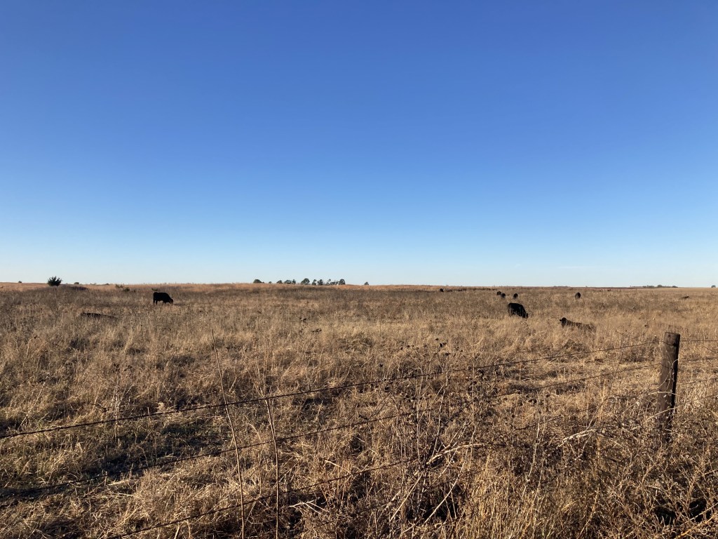 Edwards County, Kansas landscape. 2025. Photo by author.